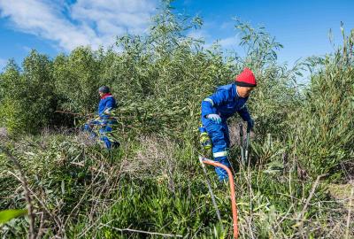 Two people removing invasive species