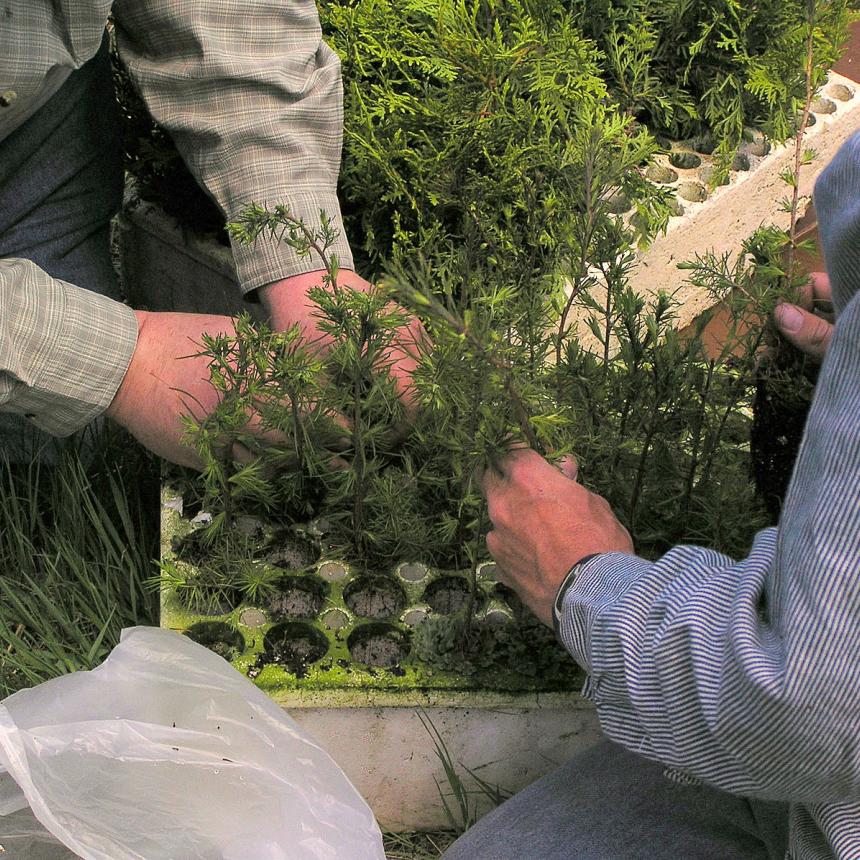 Two couples of hands planting