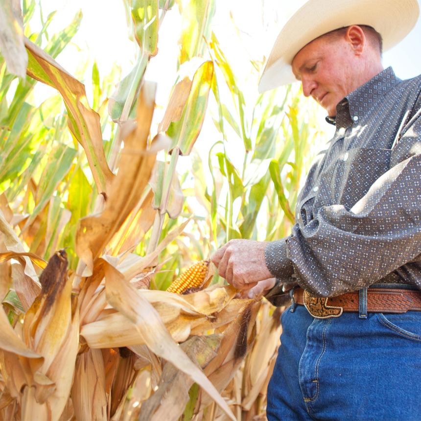 Farmer touching corn stalk in field