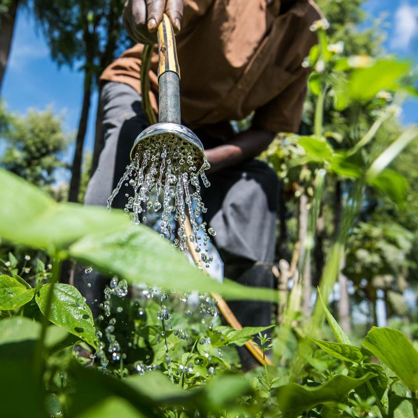 Close up of hose spout irrigating field