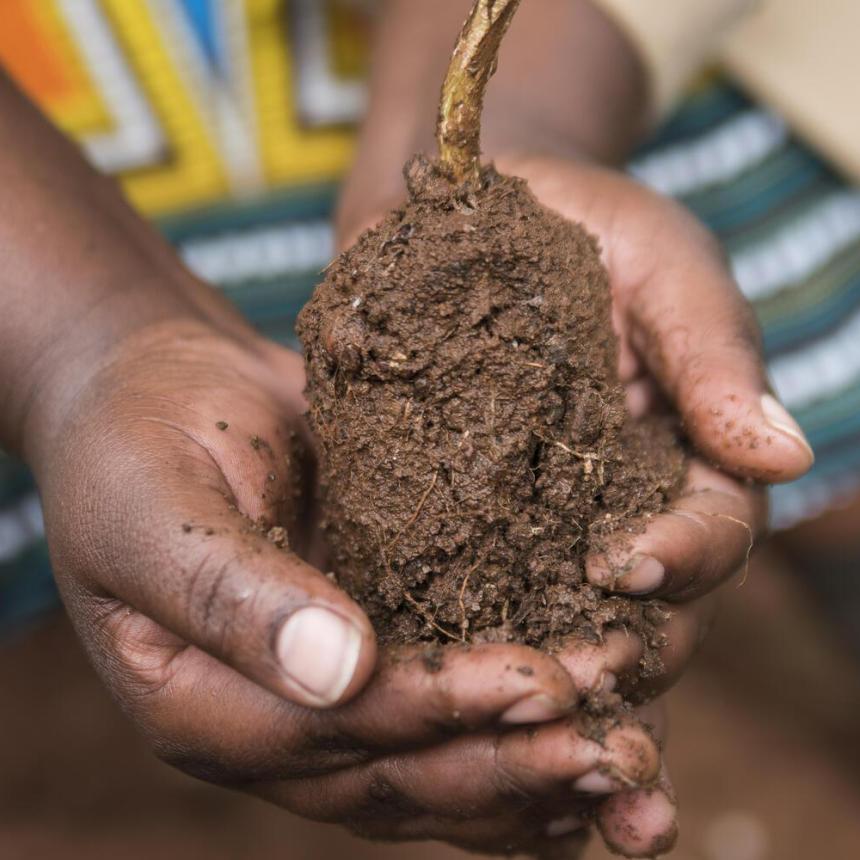 Hand holding a root