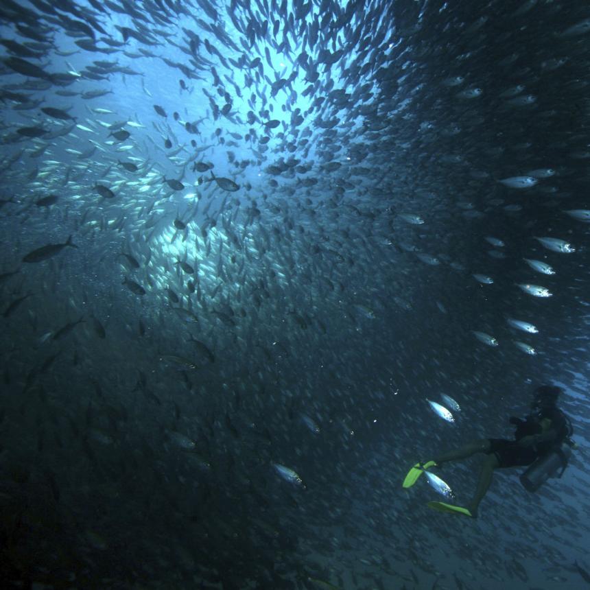 Large school of fish with diver looking up at them