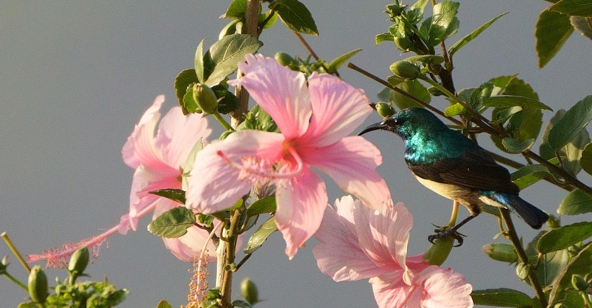 Small emerald bird close to big light pink flower