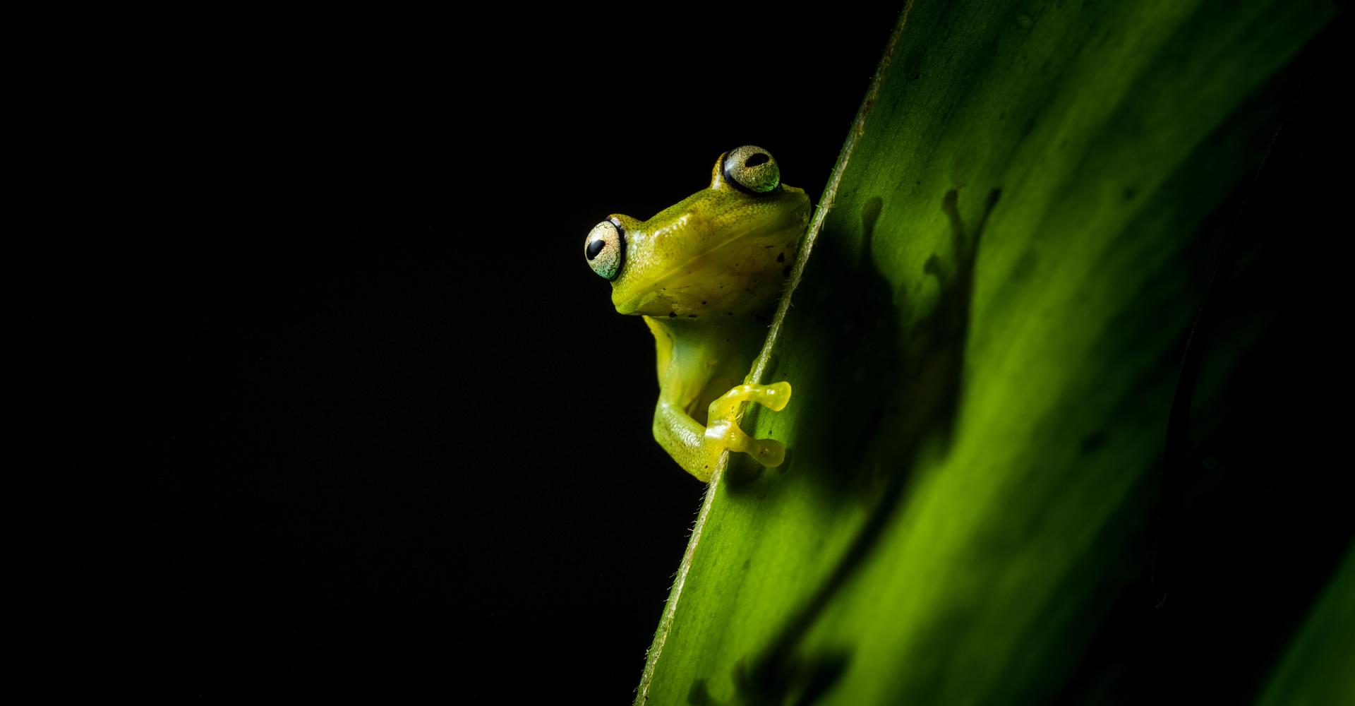 small frog on leaf looking at you