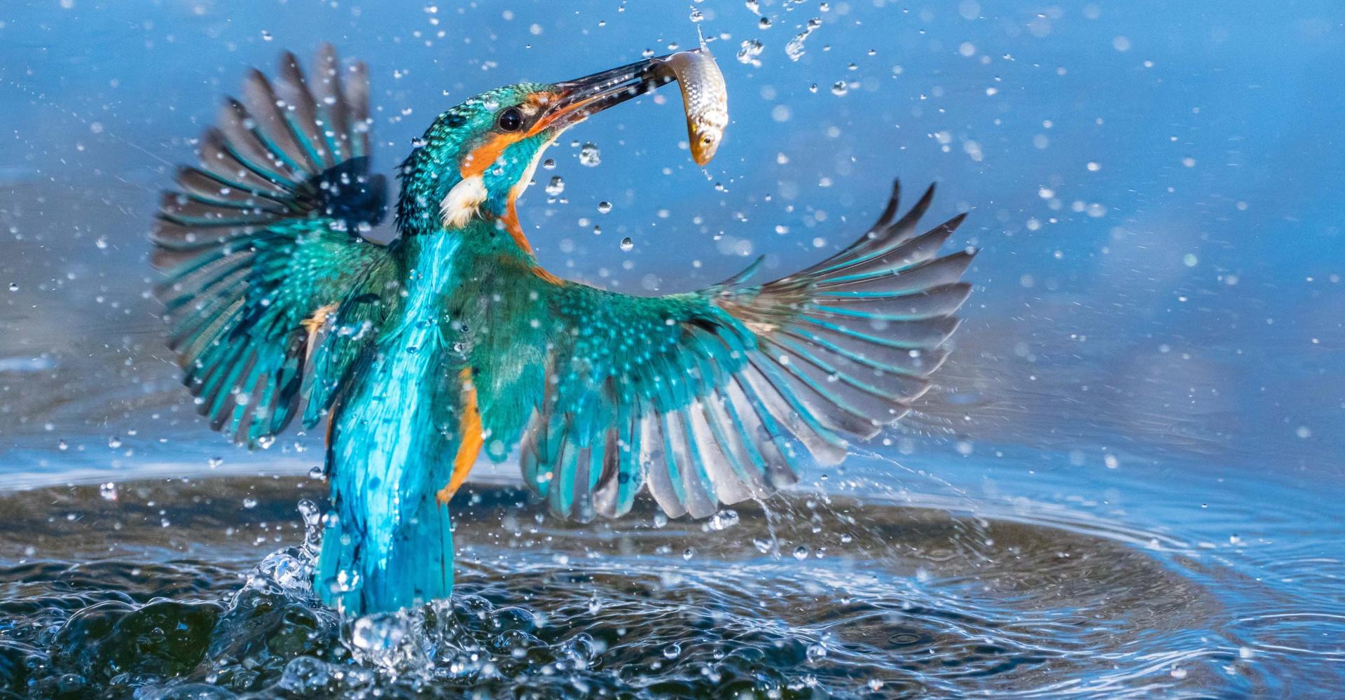 bird jumping out of water holding fish with its beak