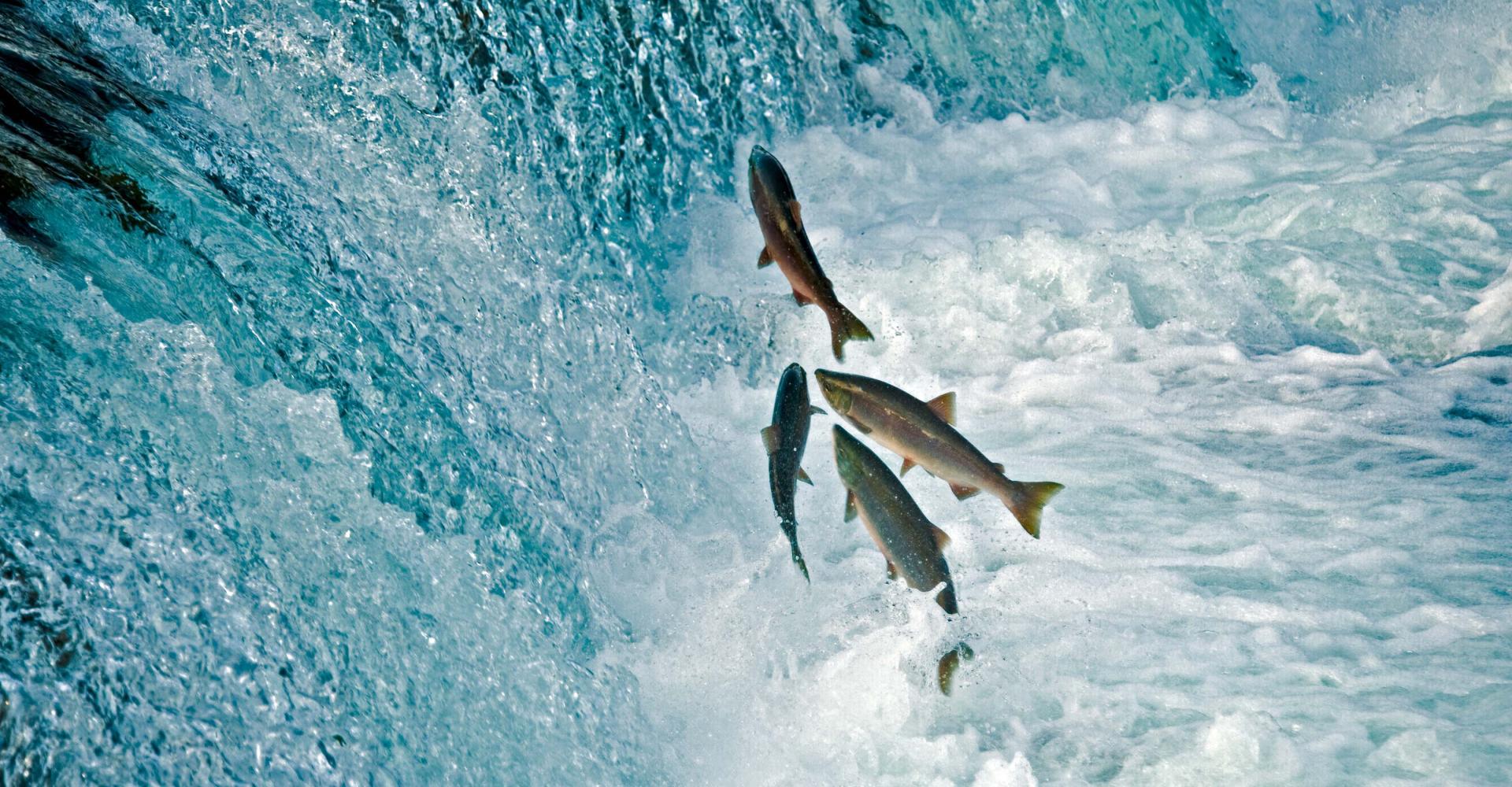 salmons swimming against current