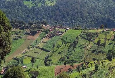 Eldoret landscape with green hills, trees, and meadows