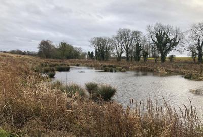 Wetland landscape in gray winter weather