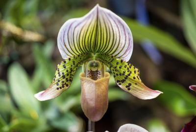 Shoe orchid close up