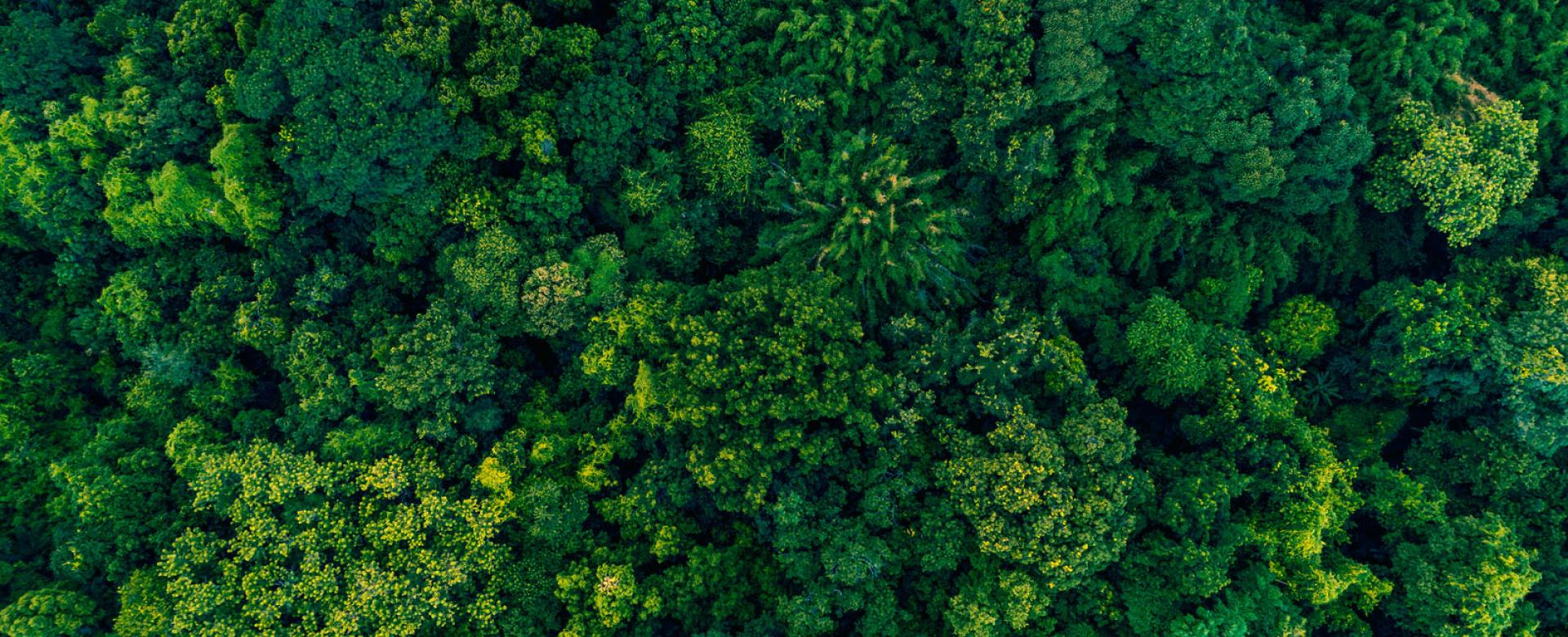 Aerial view of green trees