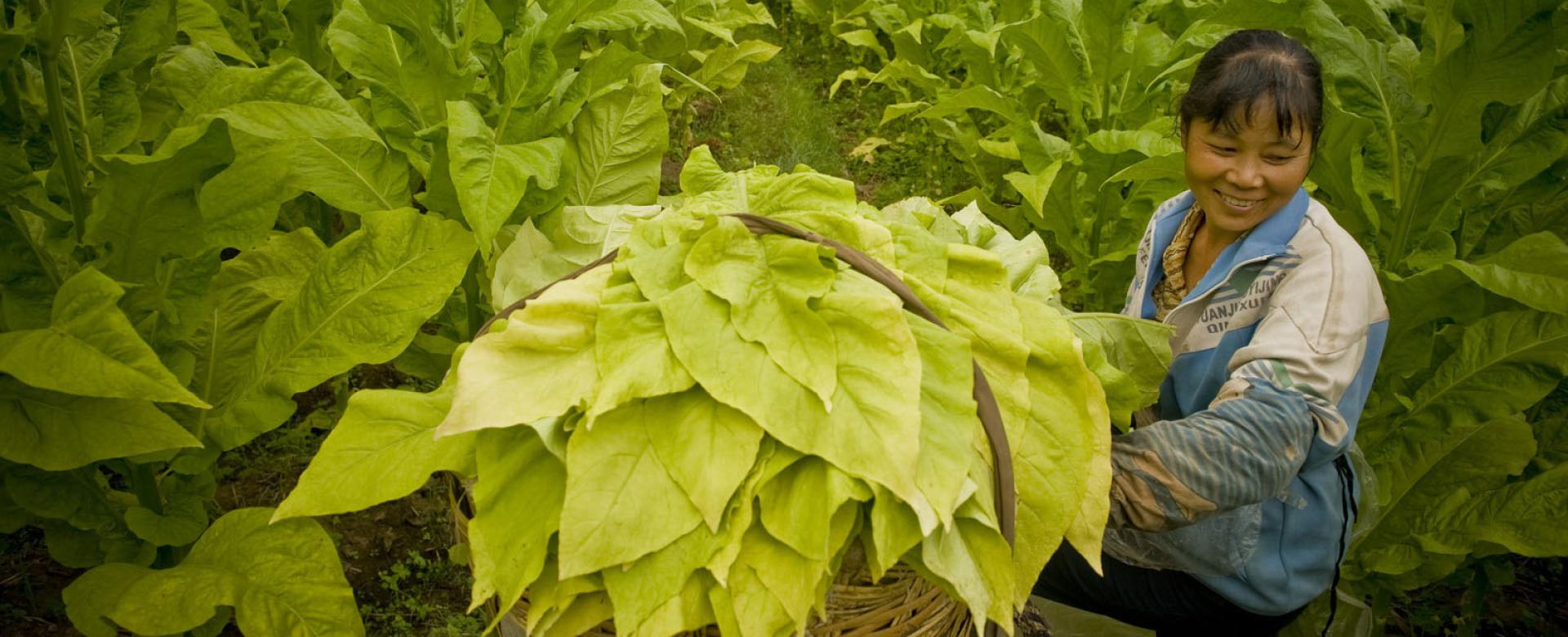 Woman harvesting large leaves surrounded by huge greenery