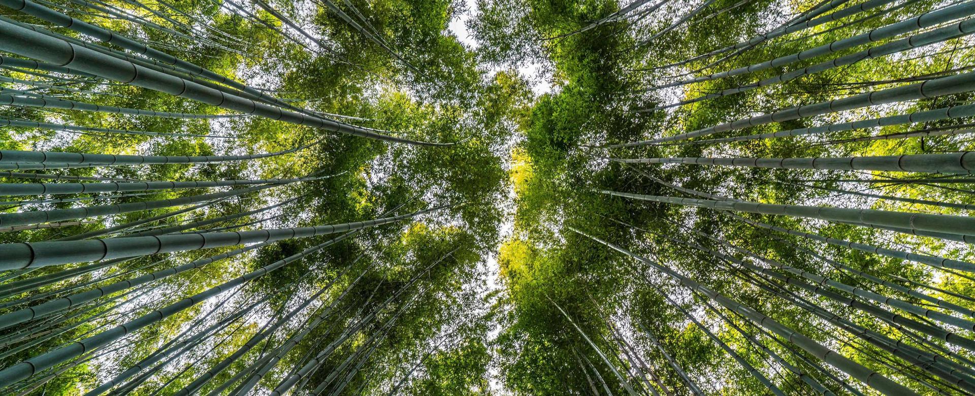 Looking up to tip of tall trees covering the sky